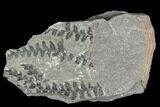 Carboniferous Fossil Ferns (Sphenopteris) - Poland #111657-1